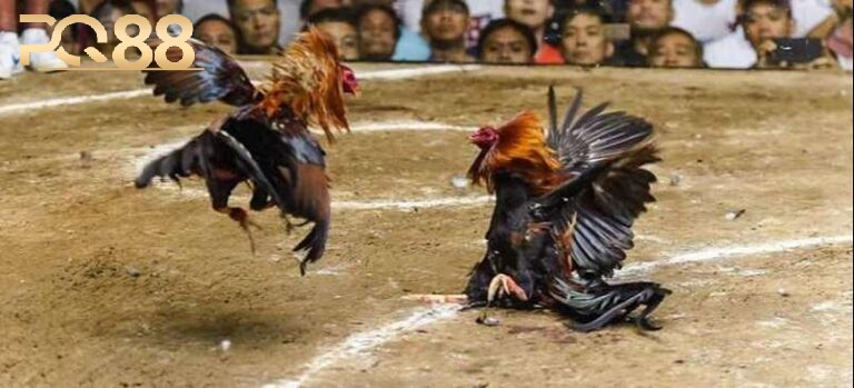 Các Thể Loại Đá Gà Phổ Biến Tại PQ88 – Kịch Tính và Đa Dạng